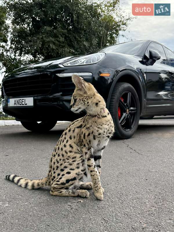 Porsche Cayenne 2015